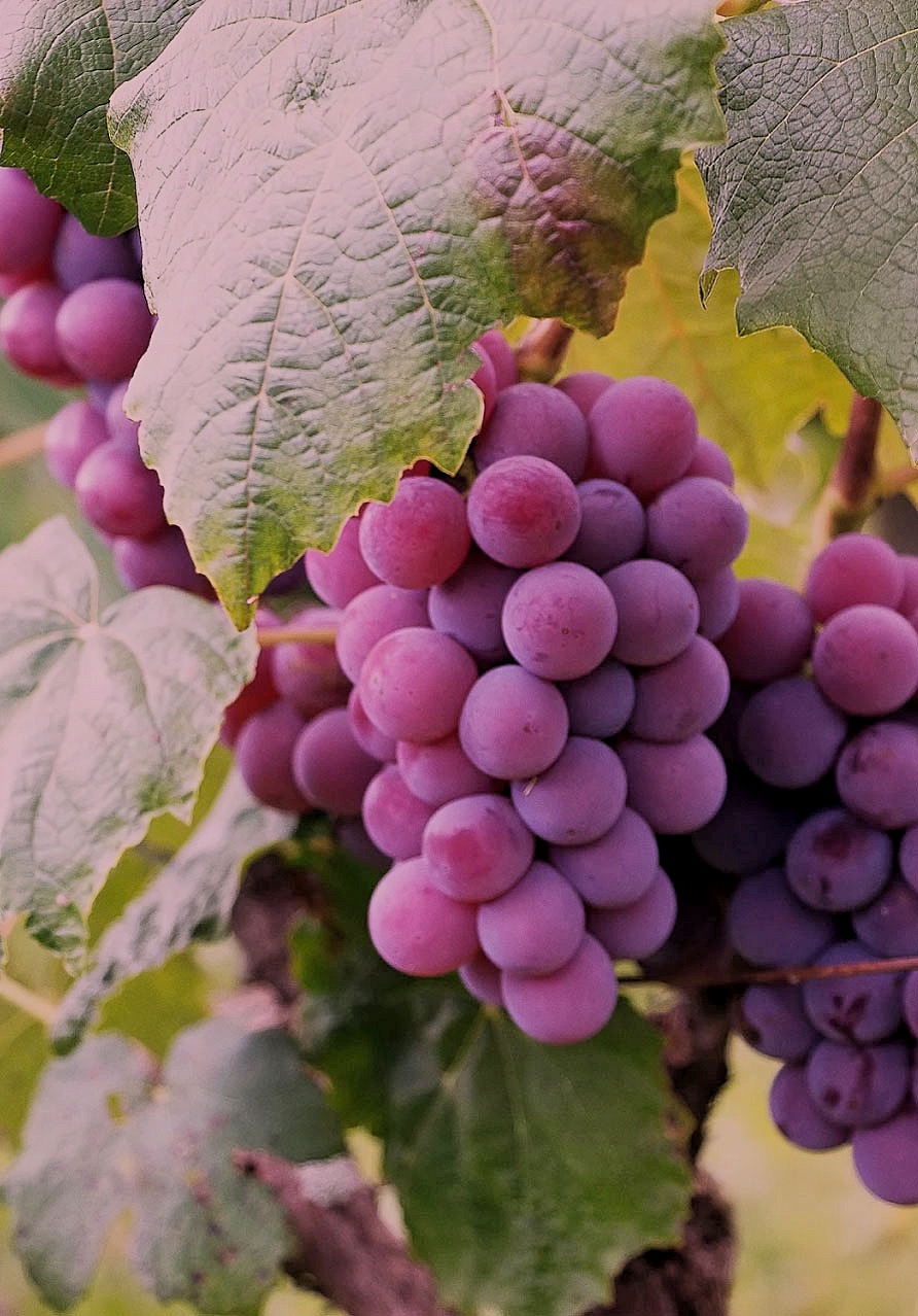 Mehr als 200 hochkarätige Tropfen aus den Kellern heimischer Winzer und Sekte